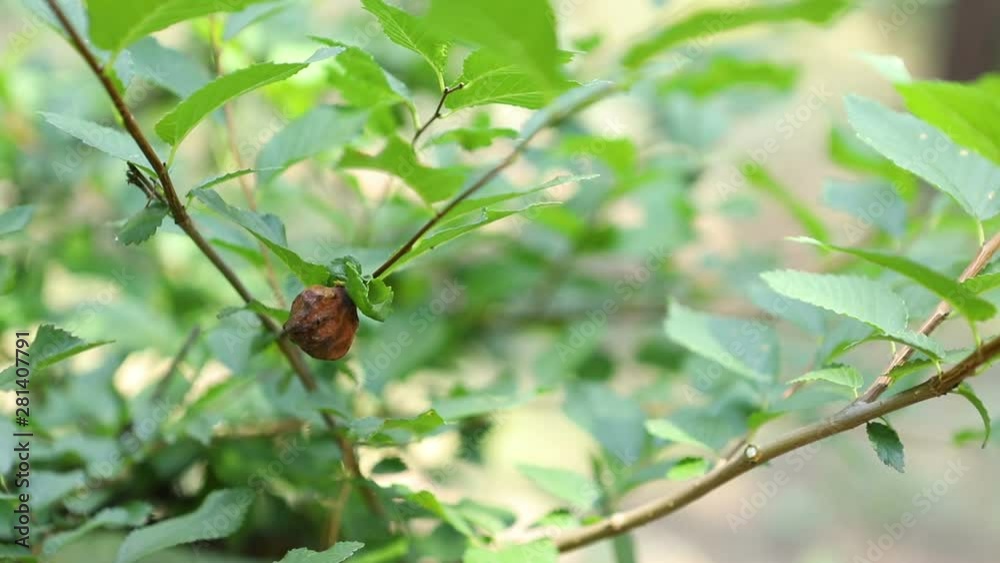 excrescence on an elm branch caused by bacteria leading to mutation, close-up excrescence on an elm branch caused by bacteria leading to mutation, close-up