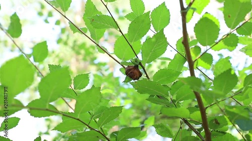 excrescence on an elm branch caused by bacteria leading to mutation, close-up