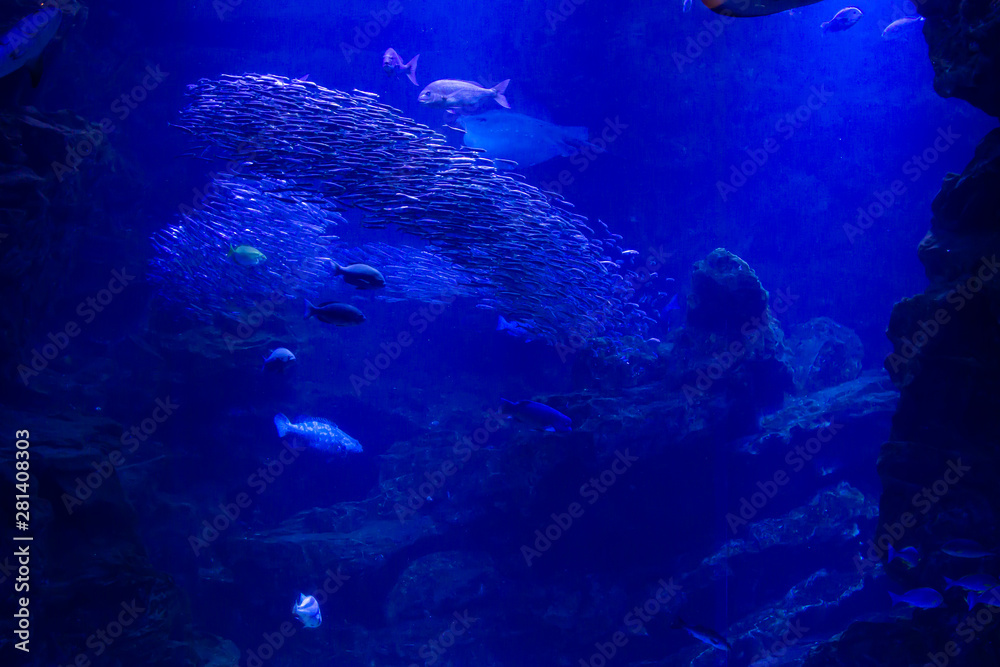 Fototapeta premium 水族館の魚