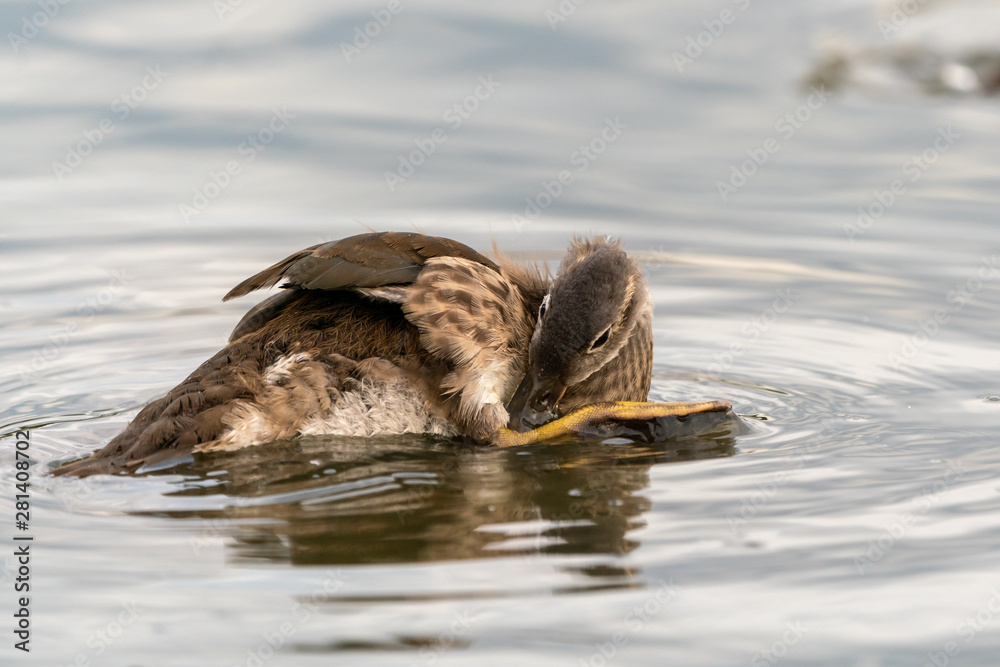 Mandarin Duck (Aix galericulata), taken in the UK Mandarin Duck (Aix galericulata), taken in the UK