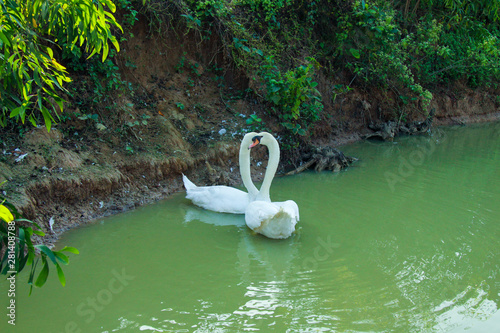 Fototapeta Naklejka Na Ścianę i Meble -  Tundra swan in safari park of bangladesh