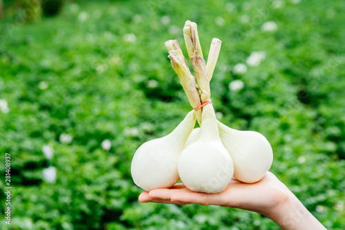 Bunch of onions in the hands of a woman farmer against the background of green foliage. The concept of ecological product, healthy nutrition and harvestr photo