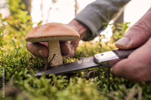 Man cutting with knife mushroom or orange cap boletus
