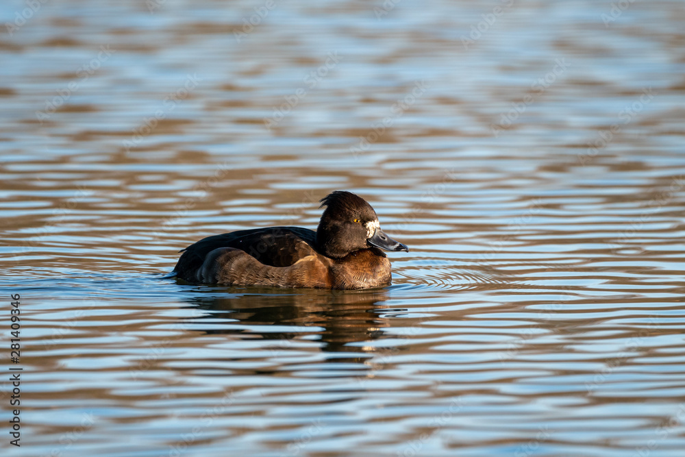 Tufted Duck (Aythya fuligula), taken in the UK Tufted Duck (Aythya fuligula), taken in the UK