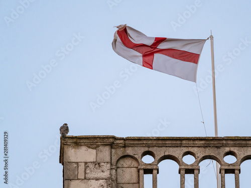 Peregrine (Falco peregrinus) perched on a church tower at dusk next to St Georges Cross flag