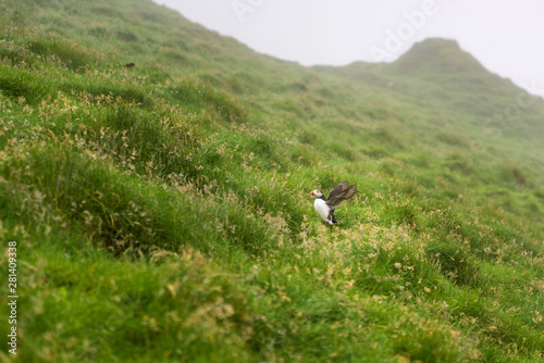 Atlantic Puffin is landing into grass and his wings are open. Mykines, Faroe Islands.
