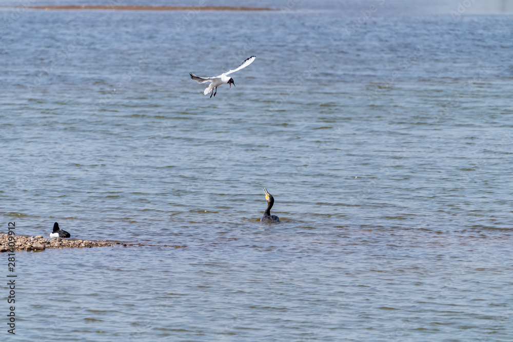 Great Cormorant (Phalacrocorax carbo) being attacked by a black headed gull, taken in the UK Great Cormorant (Phalacrocorax carbo) being attacked by a black headed gull, taken in the UK