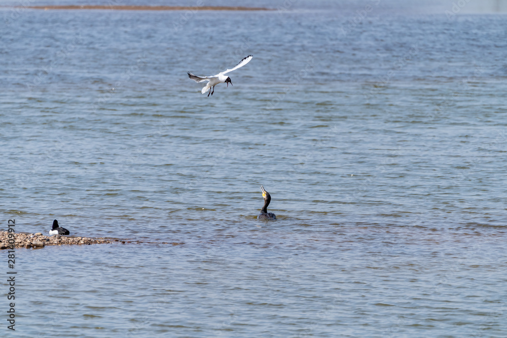 Great Cormorant (Phalacrocorax carbo) being attacked by a black headed gull, taken in the UK