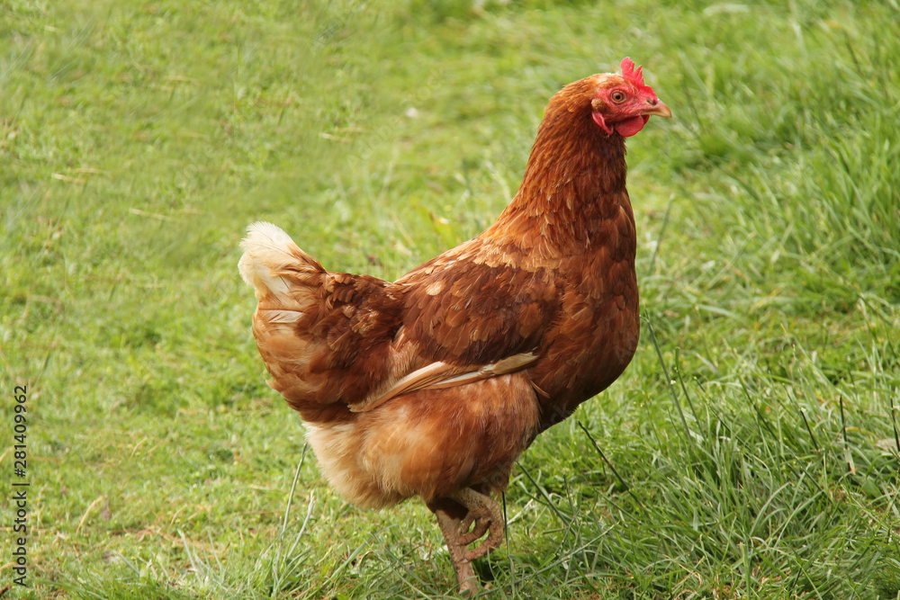 Fototapeta premium A Brown Egg Laying Farm Hen Chicken.