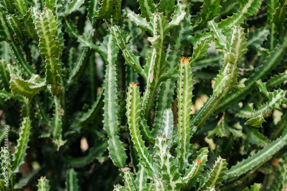 prickly green cactus in wildlife close up prickly green cactus in wildlife close up