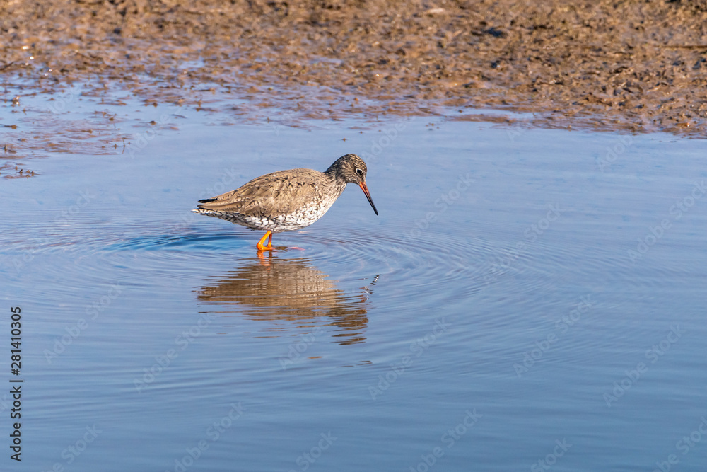 Redshank (Tringa totanus) wadi9ng through water, taken in the UK Redshank (Tringa totanus) wadi9ng through water, taken in the UK