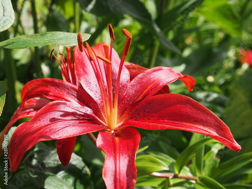 red flower in garden