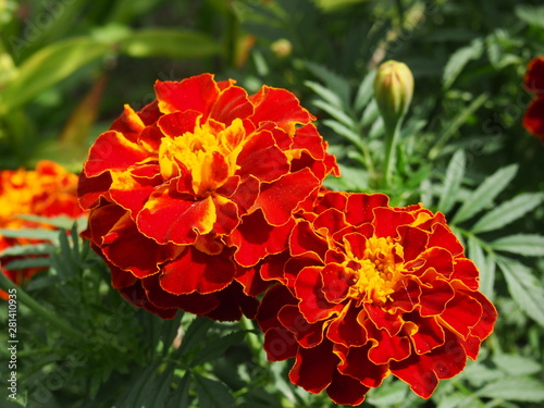 red flower in the garden