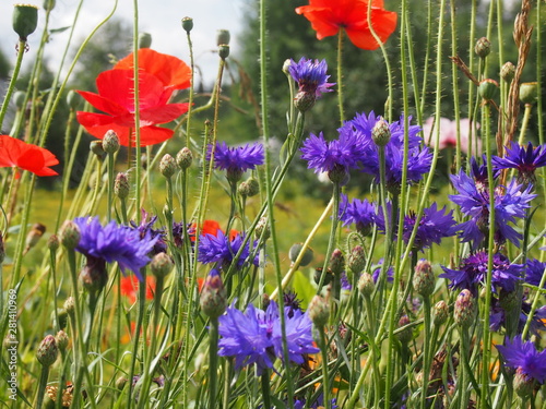 field of red flowers