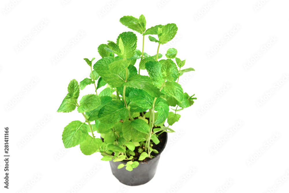 Fresh mint in a pot isolated on white background. Fresh mint in a pot isolated on white background.