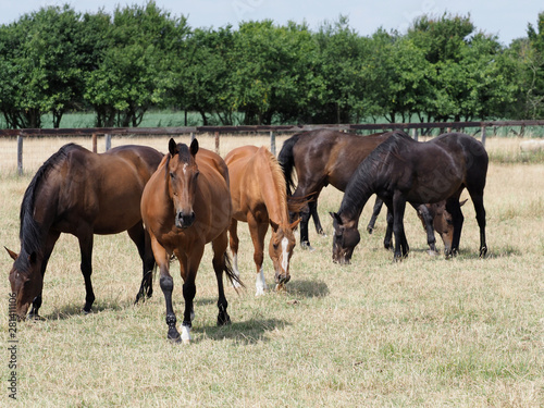 Grazing Herd of Horses