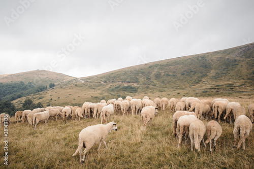 herd of mountain sheep grazing in a field in foggy rainy weather