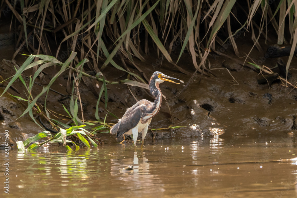 Naklejka premium Tricolored Heron (Egretta tricolor) eating a shrimp in Costa Rica