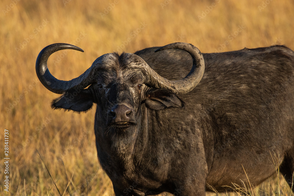 Naklejka premium Bull Buffalo