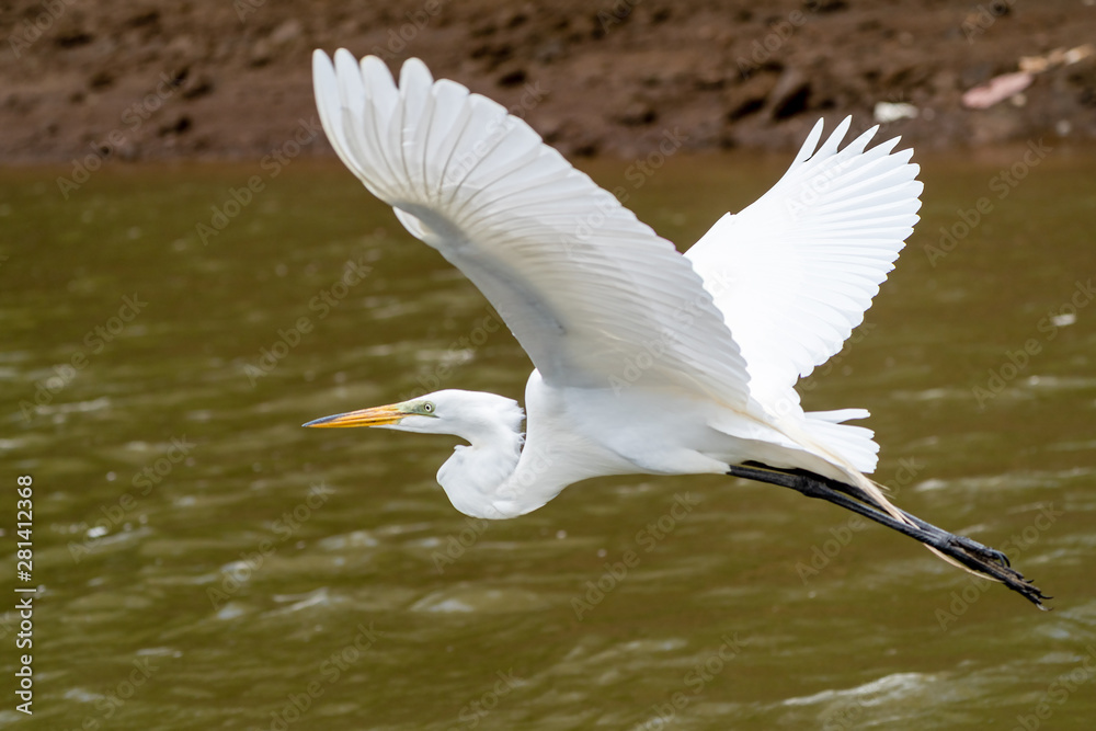 Great Egret (Ardea alba) taken in Costa Rica Great Egret (Ardea alba) taken in Costa Rica