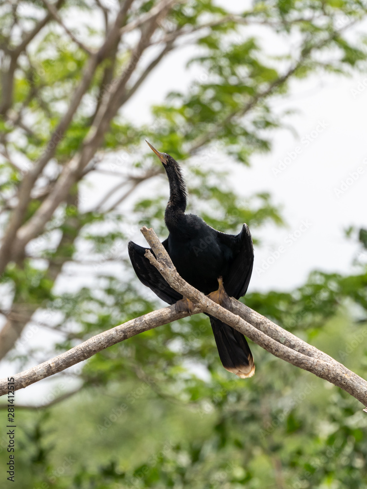 Fototapeta premium Anhinga (Anhinga anhinga), taken in Costa Rica