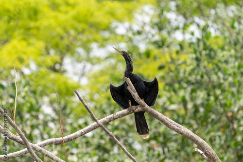 Anhinga (Anhinga anhinga), taken in Costa Rica
