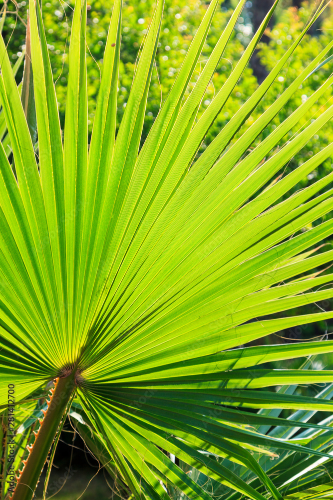 close up view of palm leaf with back lighting close up view of palm leaf with back lighting