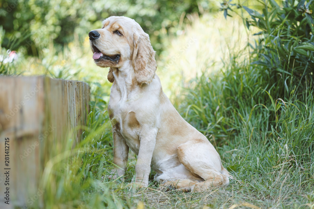 Cocker Spaniel sits in the thick green grass with his tongue sticking out. Cocker Spaniel Breed Portrait. Cocker Spaniel sits in the thick green grass with his tongue sticking out. Cocker Spaniel Breed Portrait.