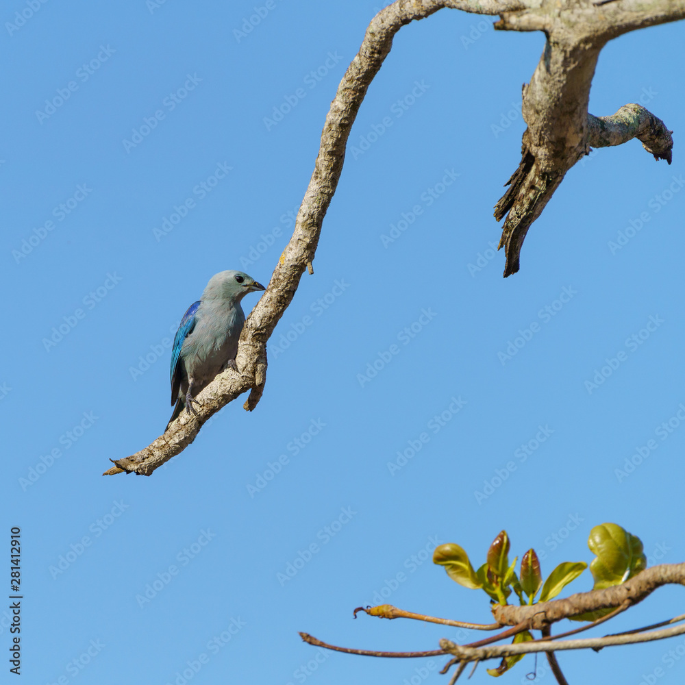 Fototapeta premium Blue-Gray Tanager (Thraupis episcopus) in Costa Rica