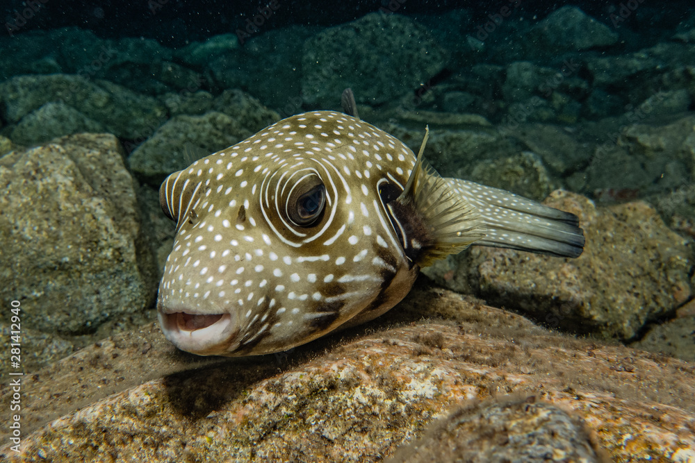 Fish swim in the Red Sea, colorful fish, Eilat Israel Fish swim in the Red Sea, colorful fish, Eilat Israel