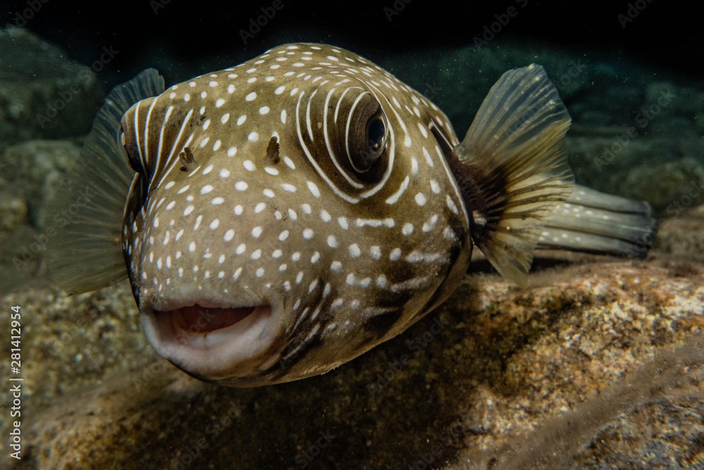 Fish swim in the Red Sea, colorful fish, Eilat Israel Fish swim in the Red Sea, colorful fish, Eilat Israel