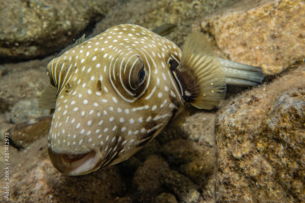 Obraz premium Fish swim in the Red Sea, colorful fish, Eilat Israel