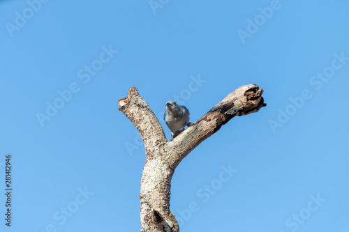 Blue-Gray Tanager  Thraupis episcopus  in Costa Rica