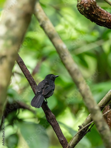 Black-hooded Antshrike (Thamnophilus bridgesi) in Costa Rica photo