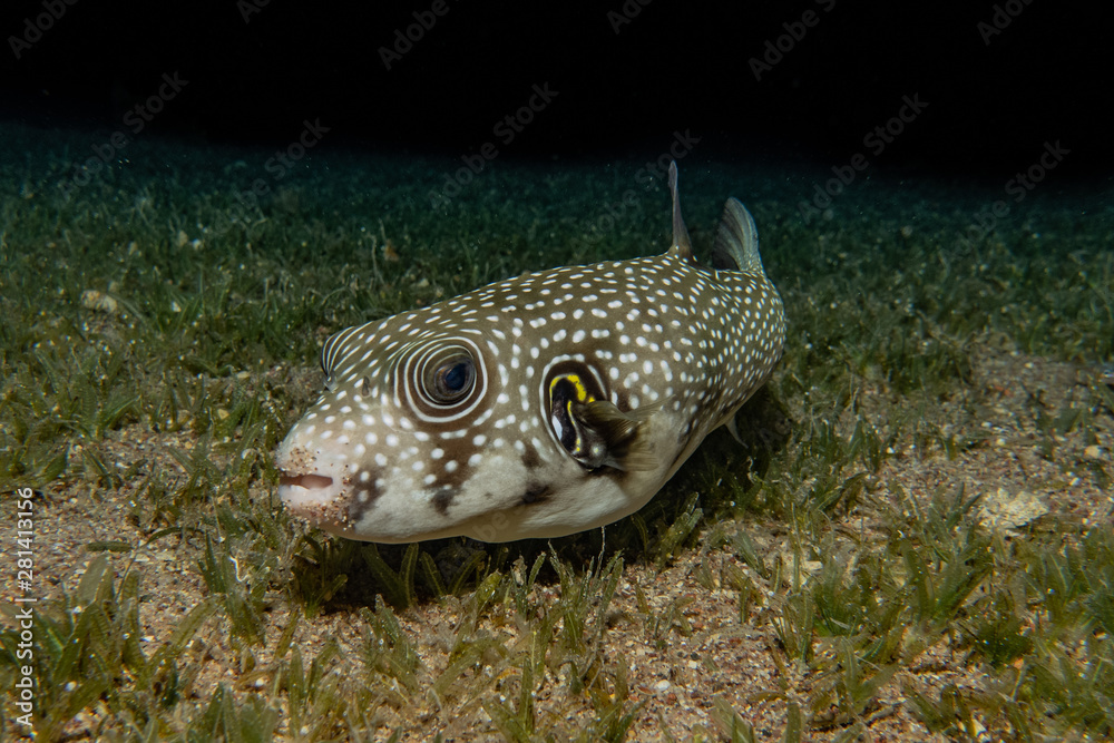 Fish swim in the Red Sea, colorful fish, Eilat Israel Fish swim in the Red Sea, colorful fish, Eilat Israel