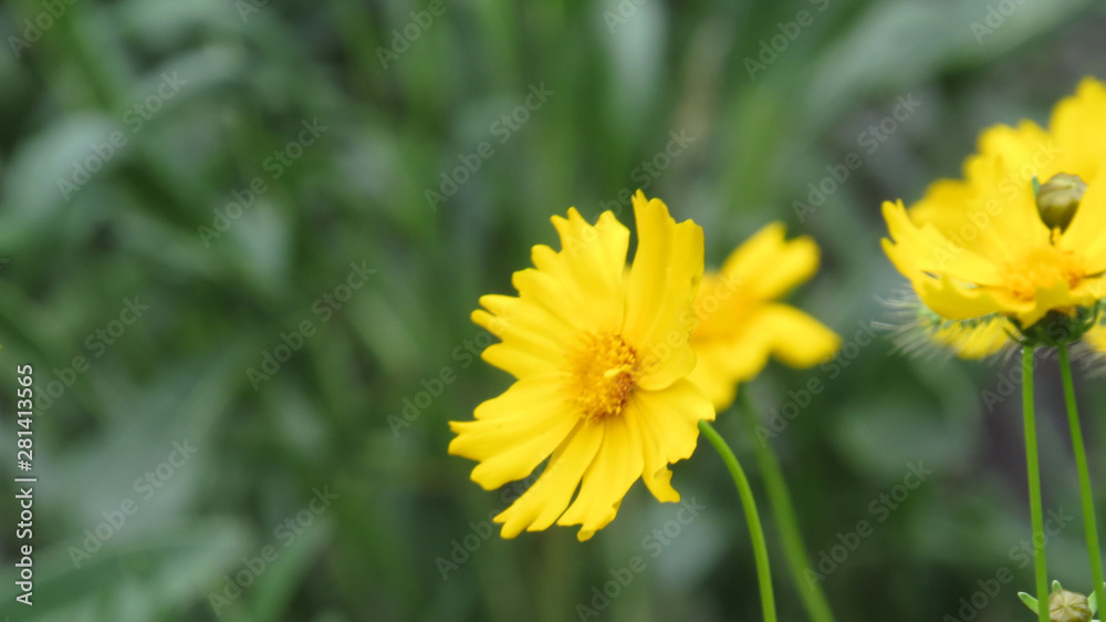 Yellow wildflower close up on blured background Yellow wildflower close up on blured background