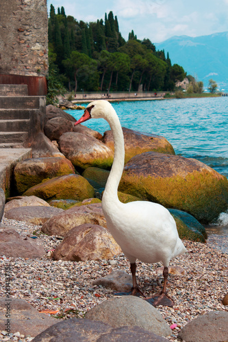 Cigno sulle rive di Sirmione