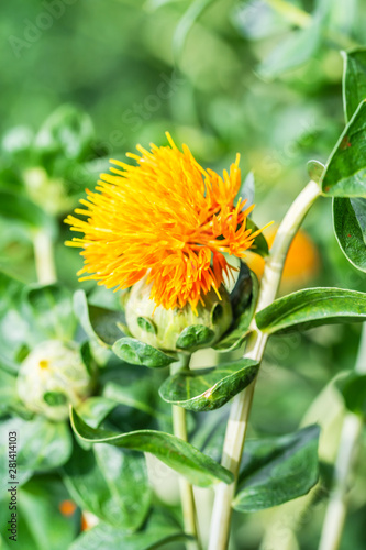 Safflower flowers in a field photo