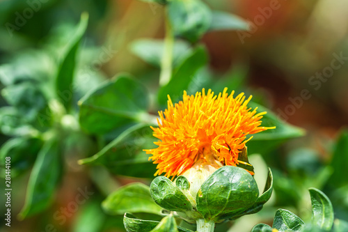 Safflower flowers in a field photo