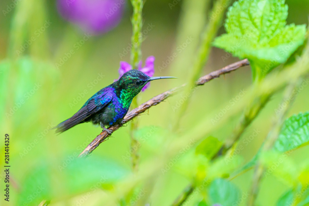 violet-crowned woodnymph (Thalurania colombica colombica) in Costa Rica violet-crowned woodnymph (Thalurania colombica colombica) in Costa Rica