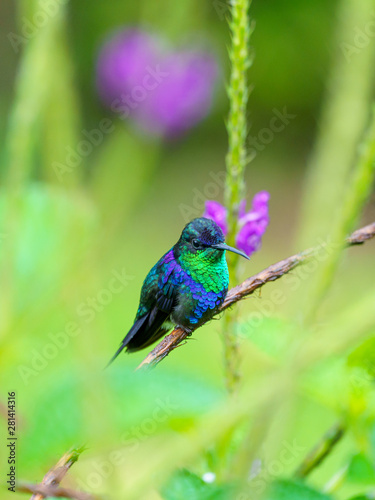 violet-crowned woodnymph (Thalurania colombica colombica) in Costa Rica