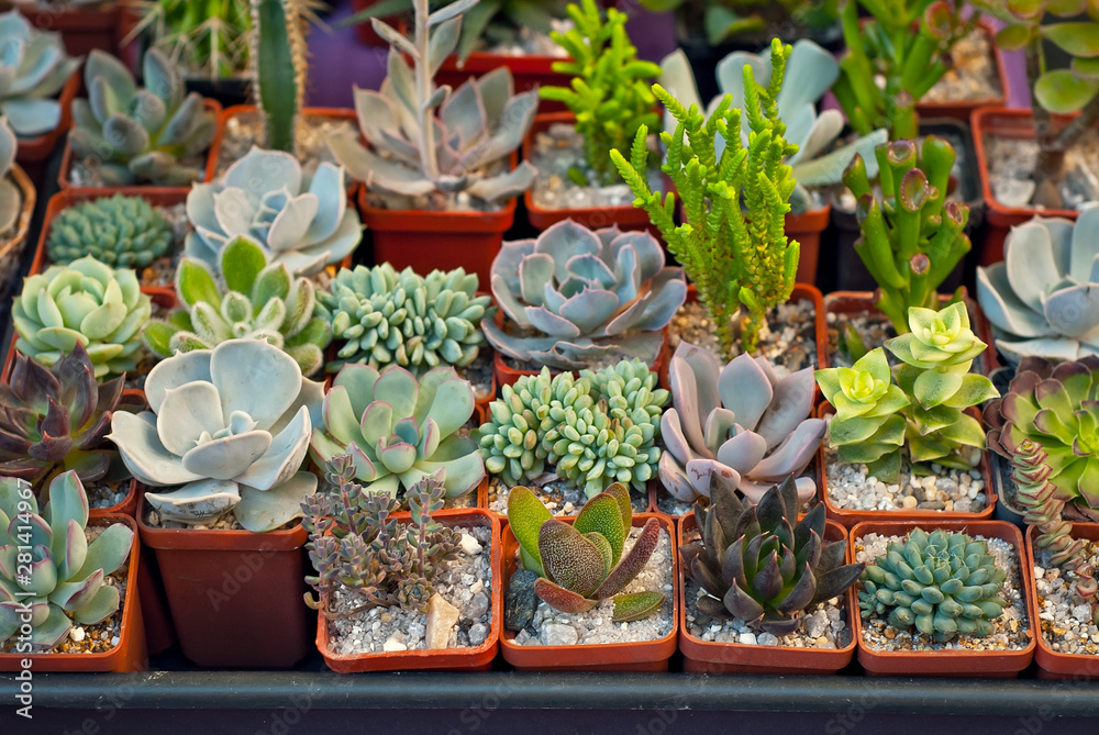 custom made wallpaper toronto digitalRare tropical plants in pots on the table. Small flowerpots in the nursery. Exclusive mini plants.