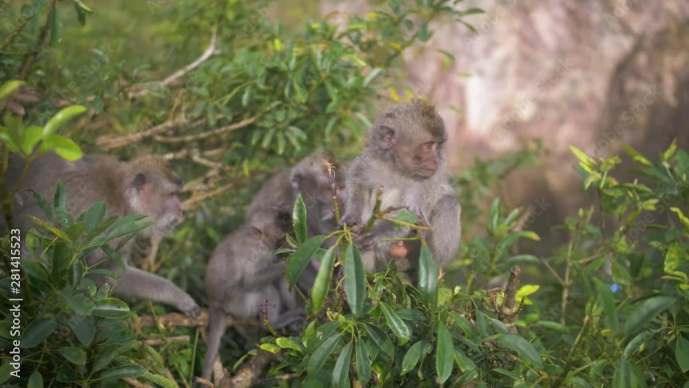 Several macaques, including a young baby, sitting in a tree on Mount Batur. Wild animals in their habitat ignore tourists nearby. Several macaques, including a young baby, sitting in a tree on Mount Batur. Wild animals in their habitat ignore tourists nearby.