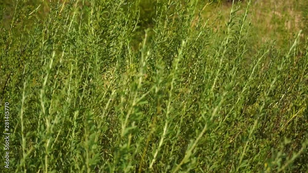 Green field grass sways from strong wind, close-up