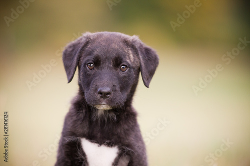 Cão Fila de São Miguel Welpe im Herst