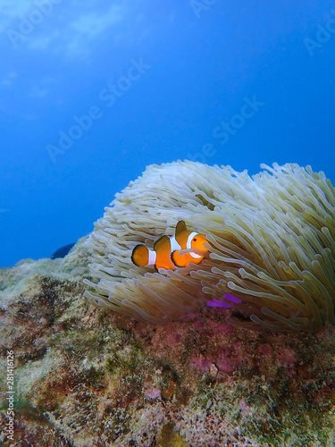 Closeup and macro shot of the Western Clownfish or Anemonefish during a leisure dive in Tunku Abdul Rahman Park, Kota Kinabalu, Sabah. Malaysia, Borneo.      
