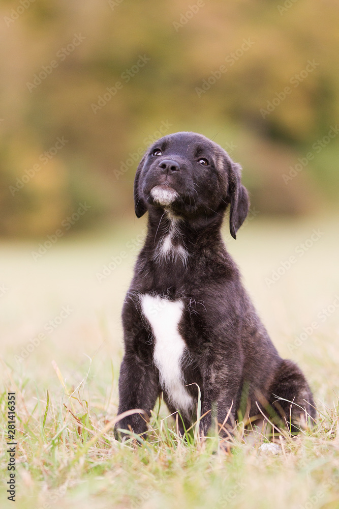 Hunderasse Cão Fila de São Miguel Welpe im Herst