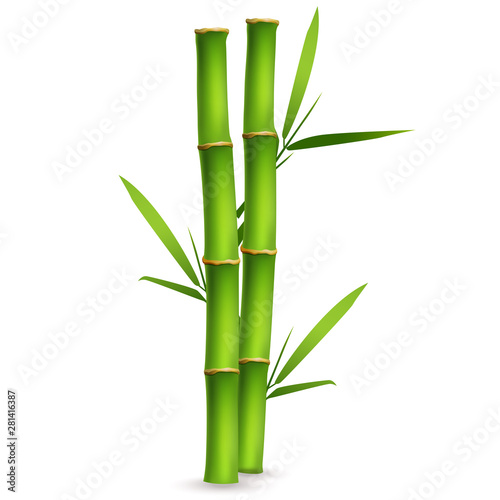 Realistic bamboo sticks with leaves and shadow
