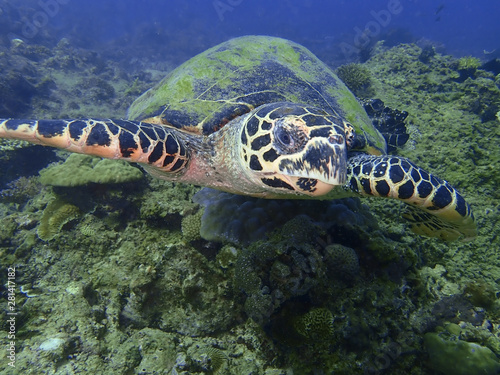 Closeup with the Hawksbill sea turtle during a leisure dive in Tunku Abdul Rahman Park, Kota Kinabalu. Sabah, Malaysia. Borneo.
