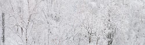 panorama of the forest